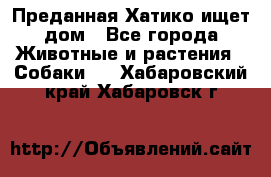 Преданная Хатико ищет дом - Все города Животные и растения » Собаки   . Хабаровский край,Хабаровск г.